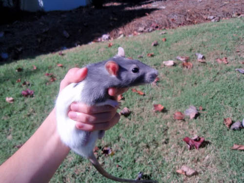 nlnnnnnnnnnn:  buryyourhands:  I had two rats when I lived in Georgia but I can only find any pictur
