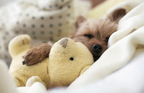 houseofwonderandchaos:  end0skeletal:  In case you’re having a bad day…here are some puppies sleeping with stuffed animals. (Credit: 1, 2, 3, 4, 5, 6, 7, 8, 9, 10. A note on the first puppy: At 5-½ weeks old, Daisy was mauled by a larger dog.