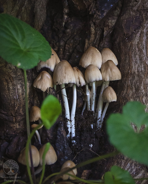 Little   in my garden  ( ^.^) By NatureSpiritHeart Photography