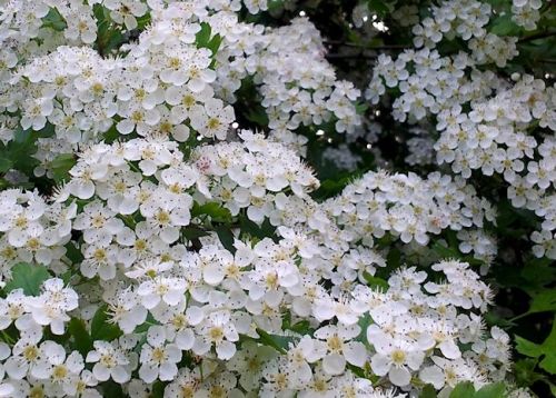 thegreenwoodtree:  - South Norwood Country Park, London, UK, May 2014 I still can’t get over how beautiful the park was today, with great swags of hawthorn blossom and soft carpets of cow parsley as far as you could see.
