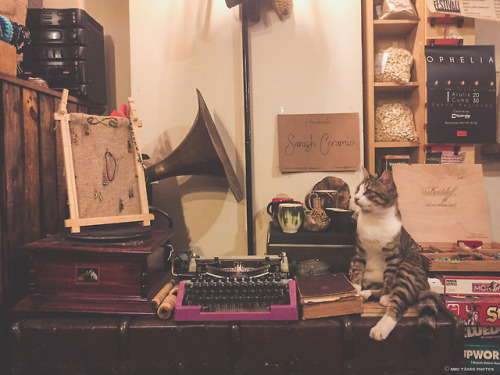mikitakesphotos: Kafe kedi. Istanbul, Turkey Buy Prints | Website