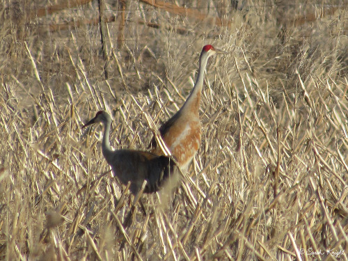 The Sandhill crane family was here earlier today.