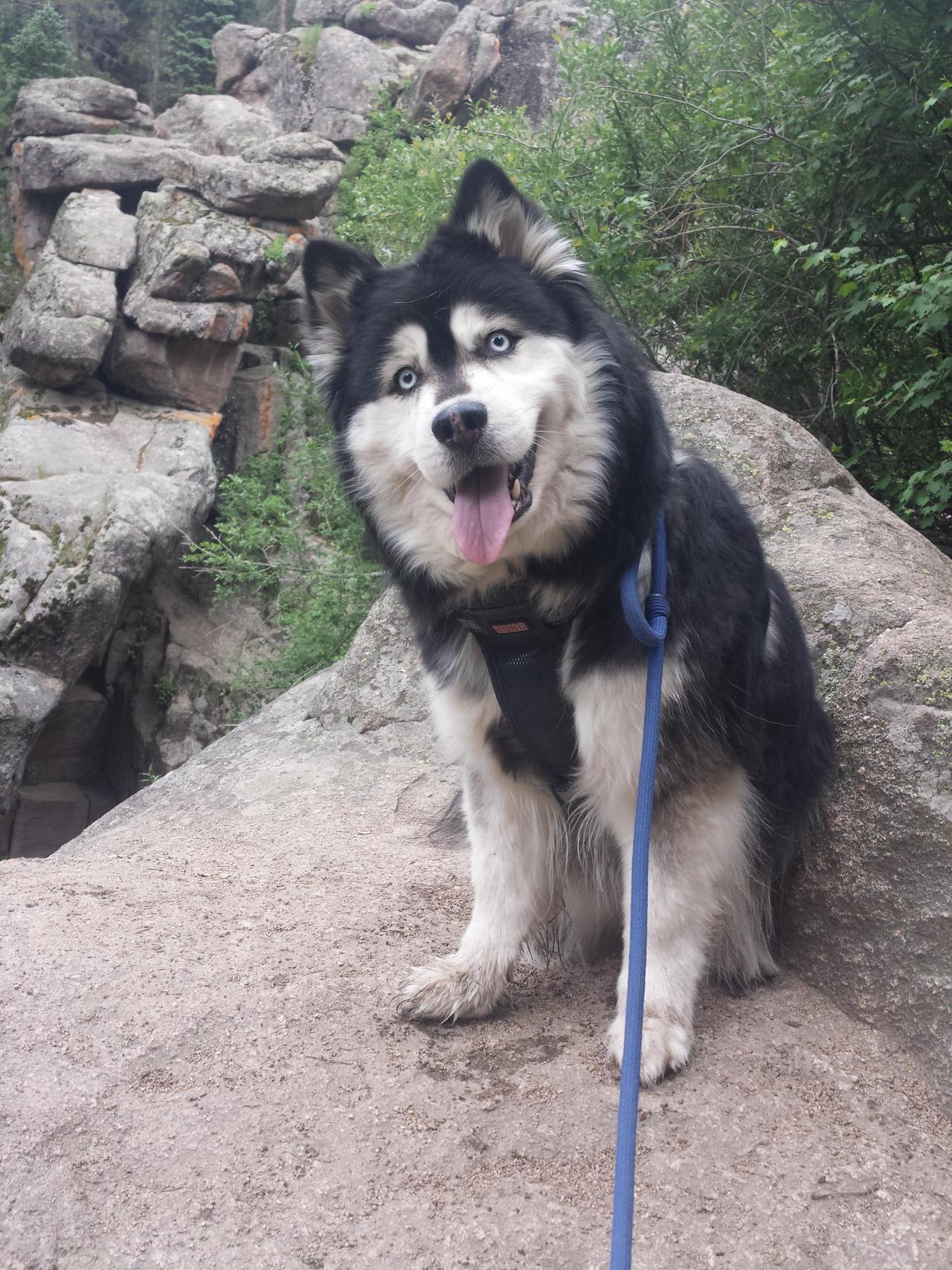awwww-cute:  My huskies goofy smile after rock climbing by a waterfall in Colorado
