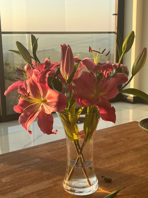 Season Of Lilies