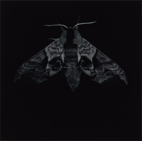 Sarah Gillespie (British, b. 1963, Farnham, Surrey, England) - 1: Eyed Hawk Moth  2: Pale Emera