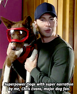 beardedchrisevans:‘Superpower Dogs’: See heroic pups saving lives narrated by Chris Evans