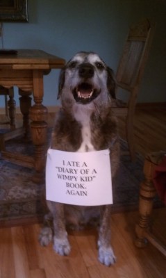 Dogshaming:  Its All Fair Game, When You’re Hungry.  This Is Capone. He’s Eaten