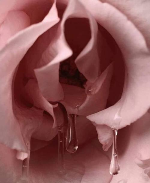 lioninsunheart:One Hundred Love Sonnets: XVIIBy Pablo NerudaI don’t love you as if you were a rose o