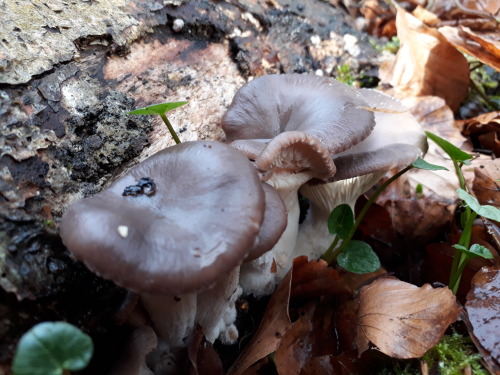 Denmark, February 2019Oyster mushrooms (Pleurotus ostreatus)Found these old pictures of beauts spott