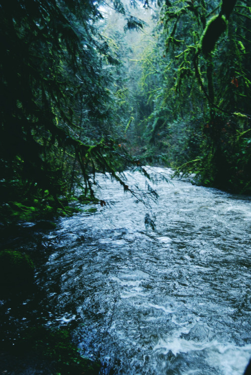 wildlxng: high river season in the rainforest