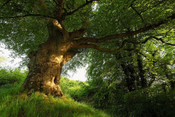 naturespiritheart:    Belvoir Tree, Evening