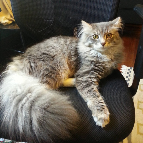 askfoxstorm:kittehkats:Tail Floofs, We Got ‘Em!Kitties with super fluffy tails.gif from the fluffies