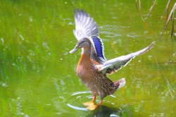 superbnature:  Young mallard by MasahiroOtsuka