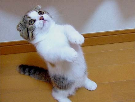 alexkisu:  ferdisanerd:  Munchkin cats… the Corgis of the cat world.  NEED ONE