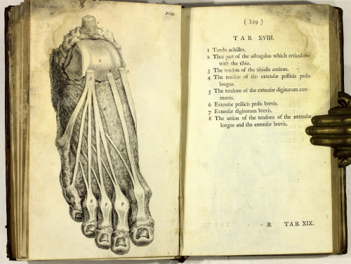 michaelmoonsbookshop:The Anatomy of the Human Body by W CheseldenSurgeon to his Majesty’s Roya