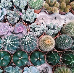 cravist:  cacti 🌵 taken from my friend,