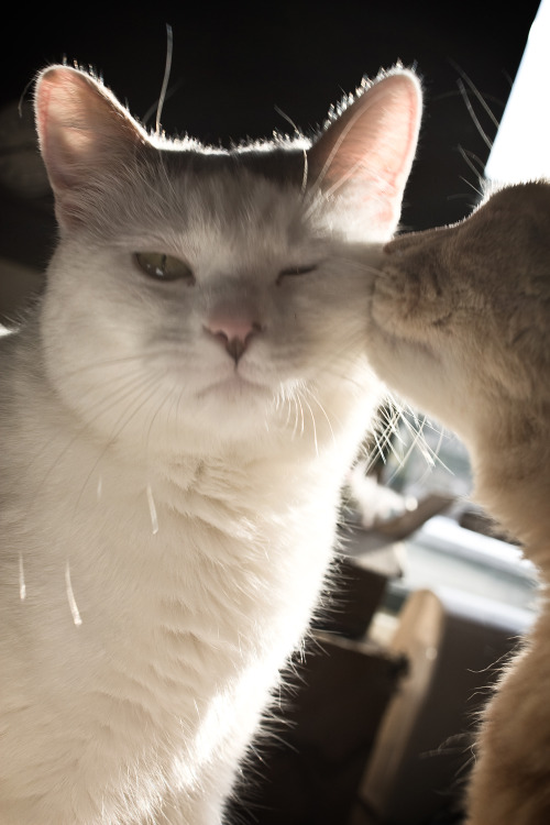 Abby and Chaucer, kitties of earlphantomhived and meister-maka.(submitted by chaoticlivi)