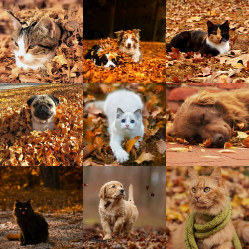 Cats, dogs, and fall leaves.