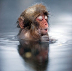 conflictingheart:  baby japanese macaques,