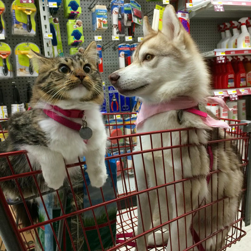 cassandrashipsit:boredpanda: 3 Huskies Become Best Friends With A Cat After Saving It From Dying