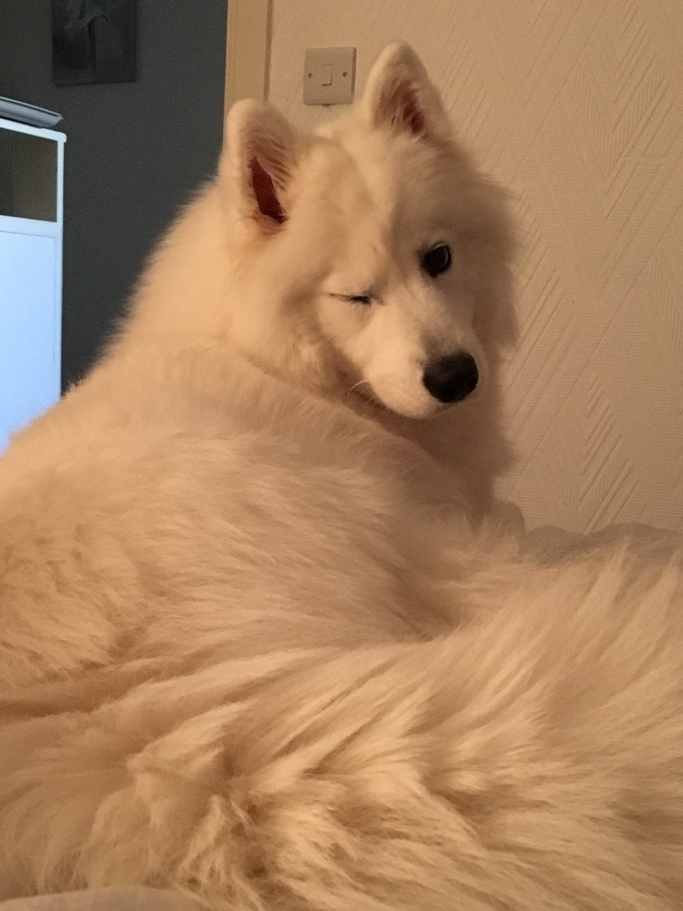 fel-fisk:  cloudthesamoyed: wink @myrobotlandlord