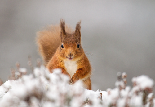 nubbsgalore: red squirrels in winter. photos by (click pic) chris sharratt, meder.k, jules cox, kim