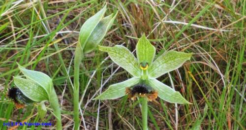 Bipinnula penicillata, in situ, Porto Alegre, RS, Brazil.Orchidaceae: Chloraeeae.By Luiz Filipe