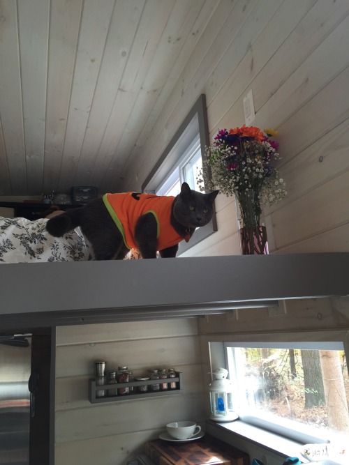 tinyhometinydancer:Today our cat, Duncan will be taking you on a partial tour of the tiny home.  Thi