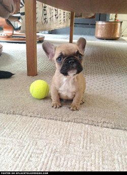 aplacetolovedogs:  What do you mean you are too busy to play fetch with me right now. Grrrrrrrrr….. For more cute dogs and puppies