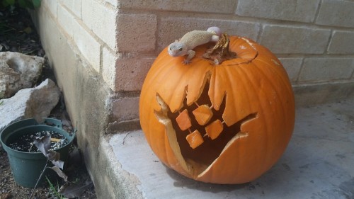 ask-cayde-6:  ask-eris-morn:  chubsthegecko:  happy halloween!! chubs is ready to take down oryx!!  Lead us Guardian with your lighted fruits as lanterns like Diogenes of old. From before the Golden Age, now you are tasked with being the seeker of those