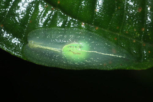 onenicebugperday:Puerto Rican semi-slug, Gaeotis flavolineata, Amphibulimidae Semi-slugs are land ga