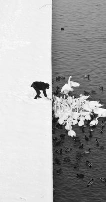 sixpenceee:  A Man Feeding Swans in the Snow