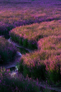 ponderation:  Fields of Purple by Terence Leezy