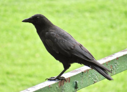 Yesterday when I visited the garden I planted at the park, I saw a guardian. This rail is just a few