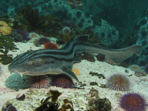 Pyjama shark (Poroderma africanum)The pyjama shark is a species of catshark, and part of the family 