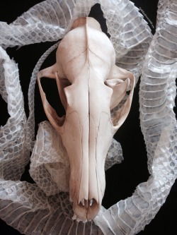 roadkillandcrows:  Fox skull and shed snake skin. 