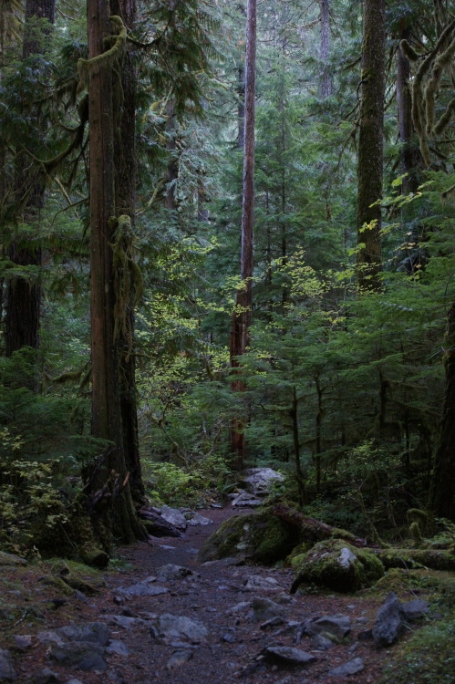 pnw-forest-side:Staircase cedars