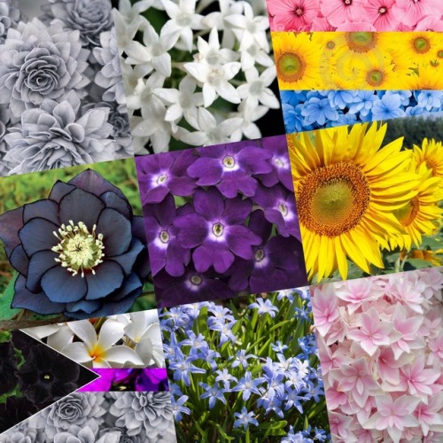 lgbt-moonboards-aesthetics: Pan-demisexual flowers for @hufflepuff-icedragonqueen by Mikey