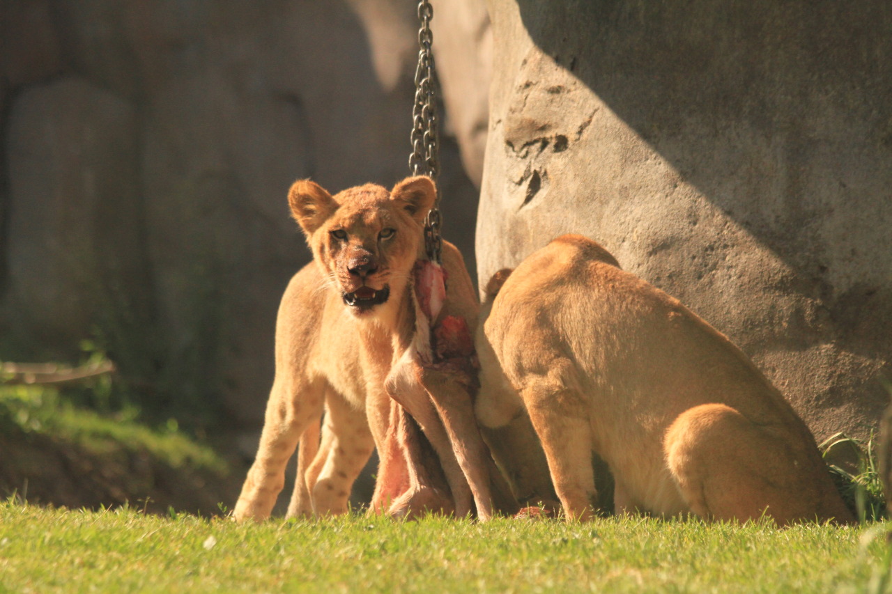 naturepunk:  The Oregon Zoo has a history of feeding their predators raw carcasses,