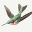 hummingbird3419