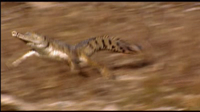 one-for-all-plus-ultra:  animefacialrecognitionsoftware:  stellatheknave:  Valid lads just booking it ouchies    what the fuck thEY CAN RUN  not only can they run but chances are they can run faster than you! 