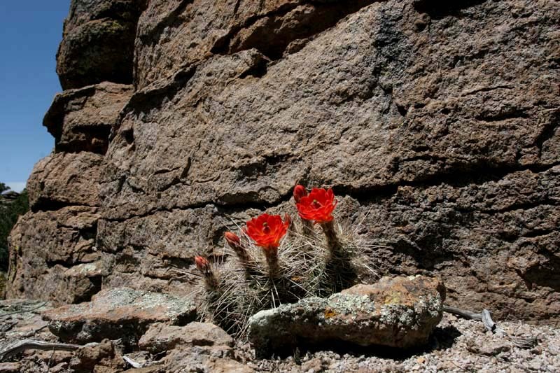 O Olhar de Helena • Flor de cacto, flor que se arrancou À secura do...