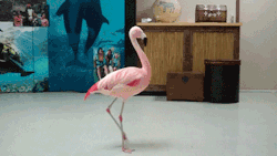 diamonds-seasides-gems:  Everyone on tumblr loves using this gif and I just want you all too know that our beloved Pinky had to be euthanized by zoo vets after a zoo guest stole her from her enclosure and threw her on the ground. The man involved is in