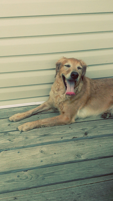 2014-08-10_11-42-07 on Flickr.The aftermath of playing fetch