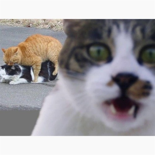 squinty-cat - Funny cats pics, gifs & videos
▶️ Titus Squinty Cat