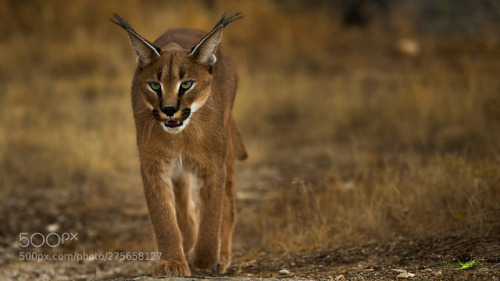 Caracal by carlos_santero