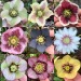 5-and-a-half-acres:I tried to show how diverse hellebore flowers can be by showing different color and pattern variations. 
