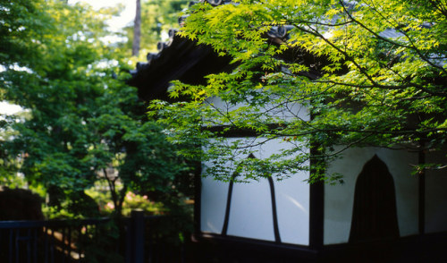 ileftmyheartintokyo: Goutokuji,Setagaya-ku(豪徳寺，世田谷区) by Kinhaku on Flickr.