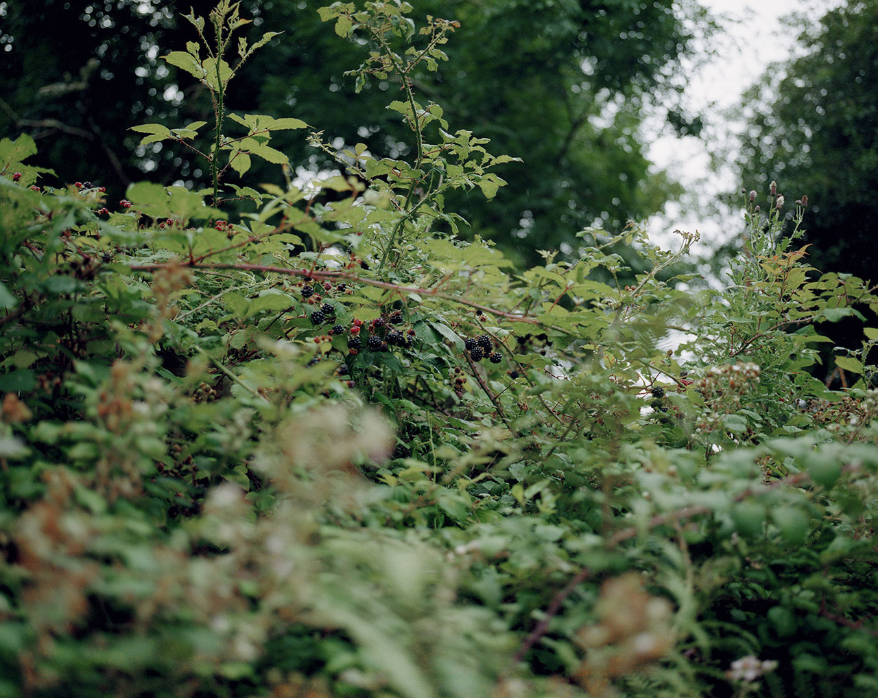 harrylawlor:  Blackberries, Summer 2017