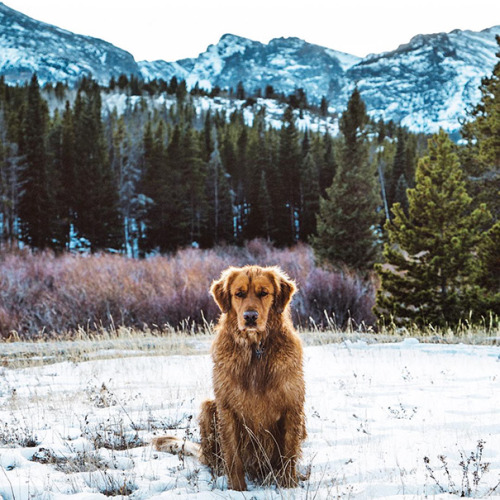 culturenlifestyle: Canine Travel Companion Proves To Be More Than Man’s Best Friend Aspen, a golden 